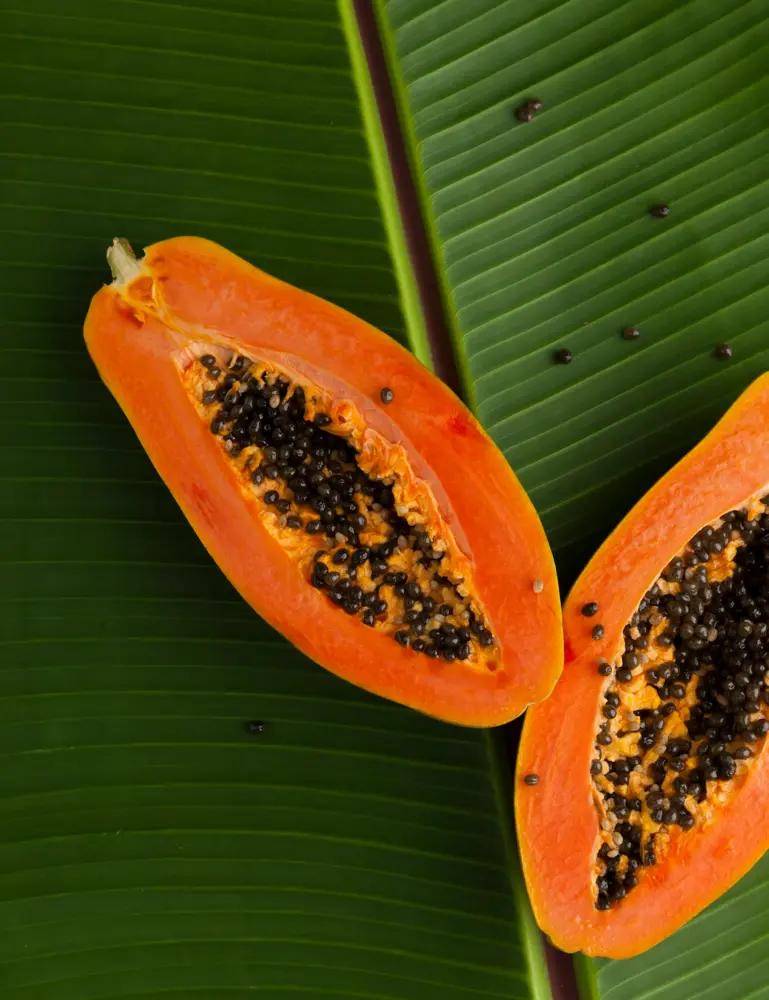 Island Papaya 12 Oz Scented Candle - Image 3
