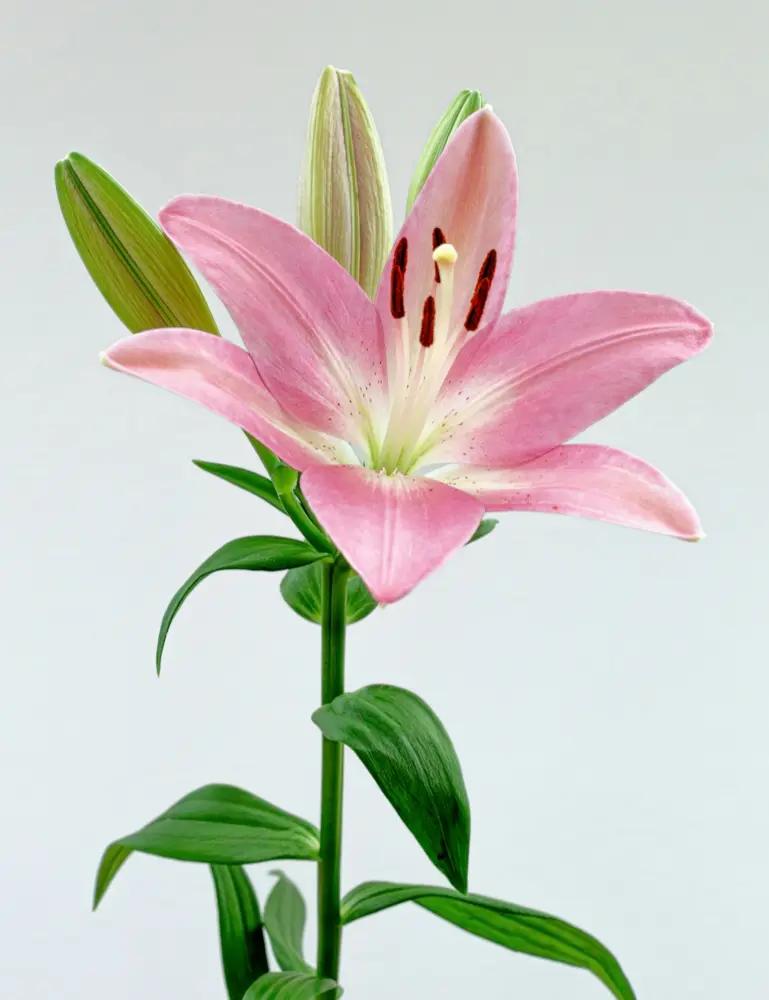 Peony & Lily 50 Ml Perfume Oil Dropper - Image 2